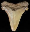 Serrated, Angustidens Tooth - Megalodon Ancestor #59221-1